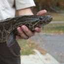 FWS biologist holding a northern snakehead