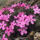 pink flowering plant