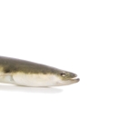 A long eel with a yellow dorsal fin, green coloring on the top, and white coloring on the bottom