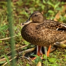 A black and brown duck with orange feet