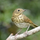 A brown and yellow patterned bird with dark black eye perched on a branch