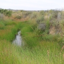 small pool of water with green brush on either side
