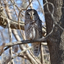 barred owl perched in a tree