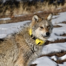 A Mexican wolf wearing a yellow collar stands with snow in the background