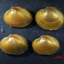 found small mussels placed on a black surface
