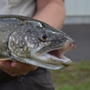 Biologist holding an adult lake trout
