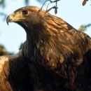 Golden eagle perched