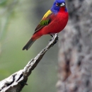 painted bunting sitting on end of branch in center with blurry tree in background