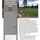 Riparian Restoration Supports Healthy Forests Handout
