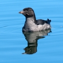 Rhinoceros auklet floating on water
