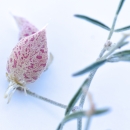Pinkish-purple speckles cover a seed pod growing off the green stem of a Fish Slough milkvetch plant.
