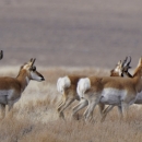 Seven pronghorn in field at Hart Mountain National Antelope Refuge