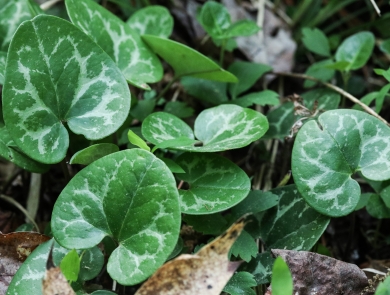 Several heart-shaped leaves, each dark green with a light green pattern, growing just above the ground