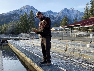 A Service Veterinarian examines the health of juvenile salmon at Leavenworth National Fish Hatchery