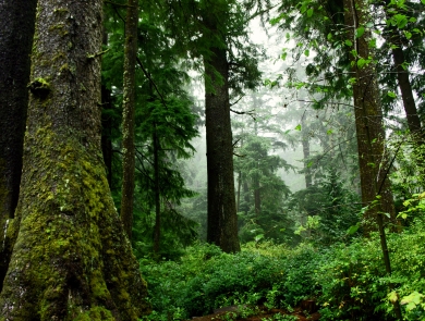 Forest trees and understory