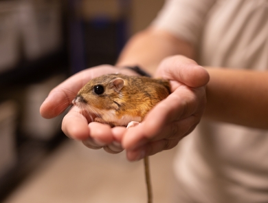 Up close photo of Texas kangaroo rat in Fort Worth Zookeeper’s cupped hands. Texas kangaroo rat has a light brown body with a lighter undercoat, seen laying down.