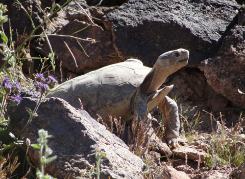Desert tortoise near its burrow