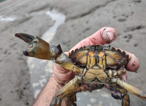 A person holds a European Green Crab in their hand. The crab has one pincher in the air.