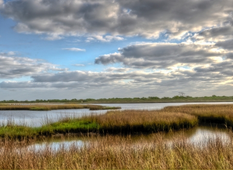 Coastal marsh
