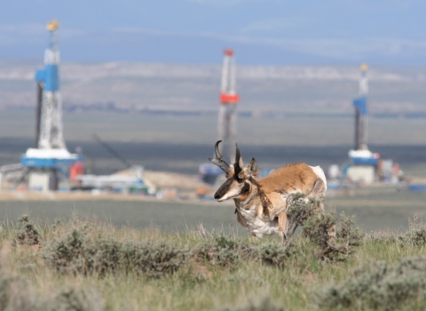 Pronghorn running through sagebrush with natural gas field facility in background.