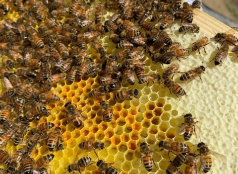 Honeybees storing honey and pollen on an apiary frame