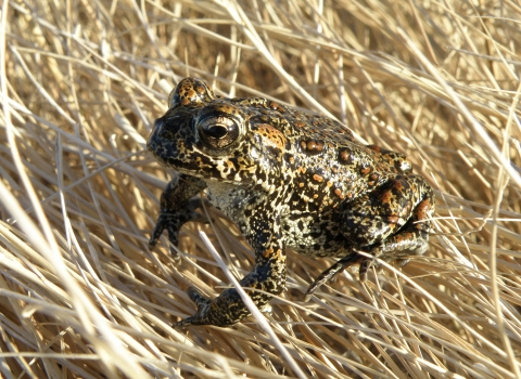 A small spotted brown and black toad on dry grass. 