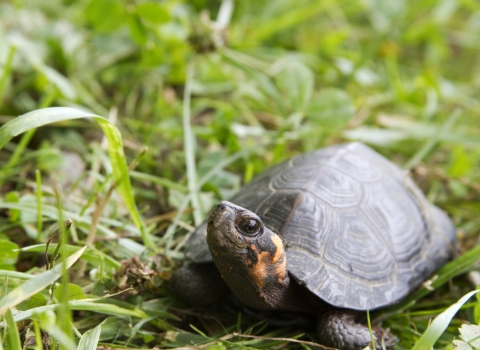 A small black turtle white bright orange markings on it's neck walking in grass