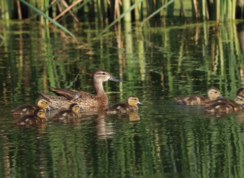 Blue-winged Teal hen and ducklings swimming at Huron Wetland Management District South Dakota