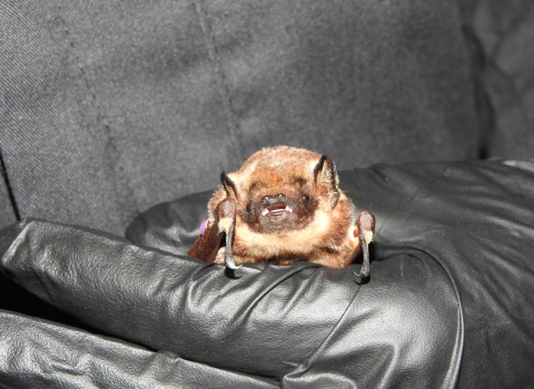 An ʻōpeʻapeʻa is being held by a black latex glove. 