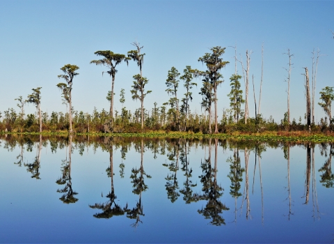 An island with tall trees in the swamp.