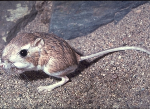 Image of San Bernardino kangaroo rat with dusky brown fur and large brown eyes