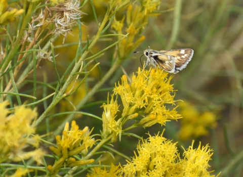 A small skipper is perched on yellow flowers.