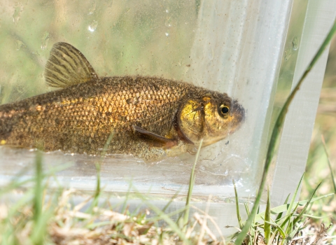 A small brassy colored fish with a light colored background.