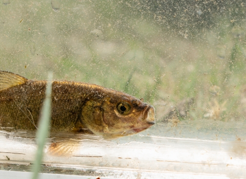 A small brassy colored fish with a light colored background.