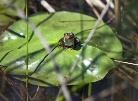 A frog rests on a lily pad in a wetland