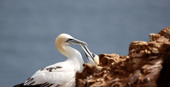 A white bird with light orange/yellow head feeding another similar bird