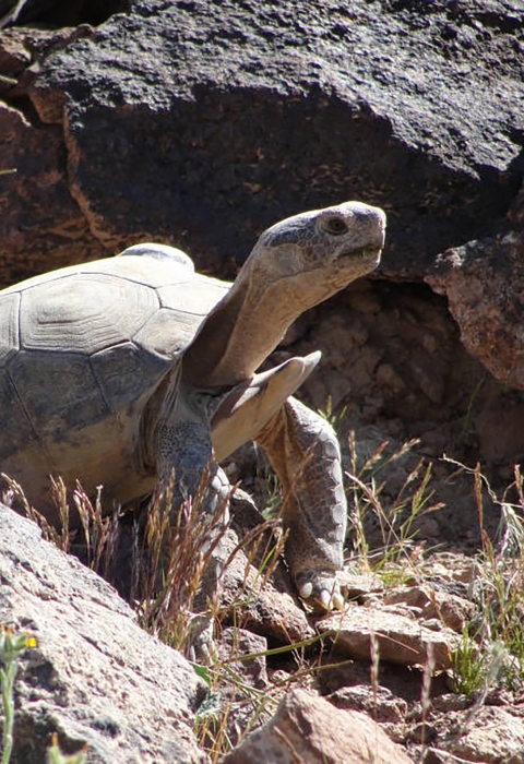 Desert tortoise near its burrow