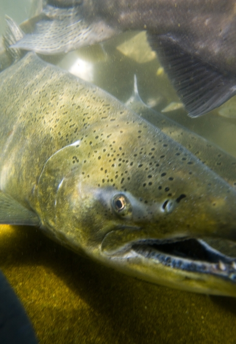Tule Fall Chinook salmon