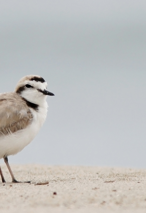 A small bird with brown and white feathers