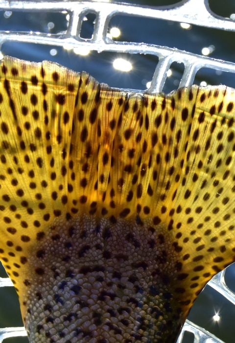 A yellow fish tail covered with dark spots. The sun is shining through the tail and glinting off the water in the background. 