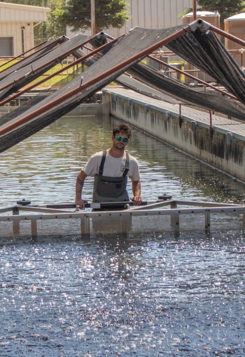 A man in waders stands in waist-high water in a long, rectangular pool and pushes a screen-like structure forward