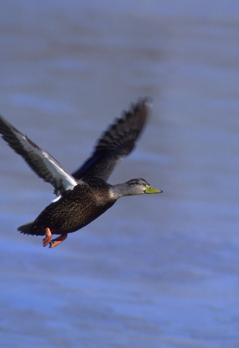 An American black duck flies just over the surface of blue water
