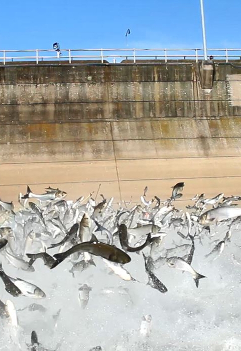 Carp jumping at Lake Barkley Dam