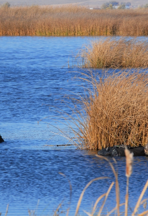 Waterfowl Hunters on Lower Klamath NWR