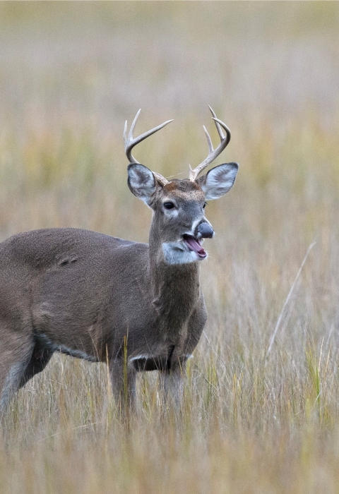 A white-tailed buck stands in marsh grasses with it's mouth open