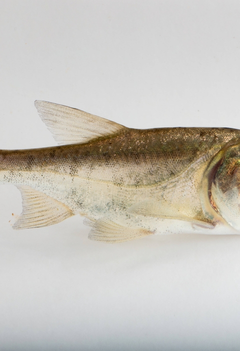 A juvenile bighead carp with a white background.