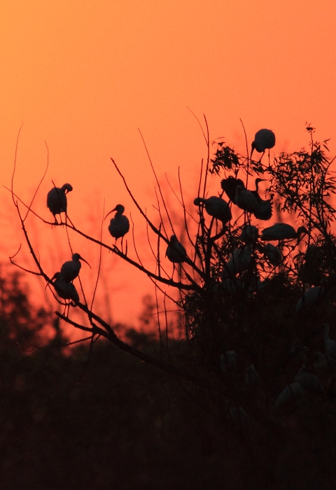 A group of birds perched on trees