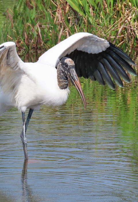 A large white bird with black wing tips wades through the water