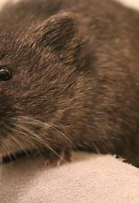 closeup of brown rodent held in a gloved hand