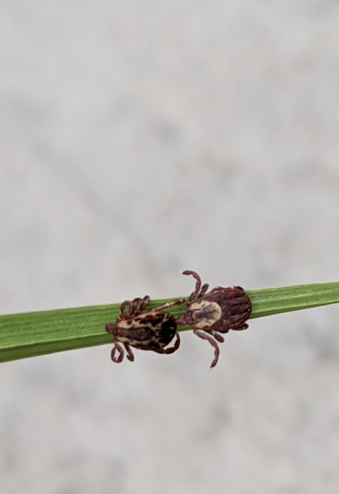 2 ticks on a blade of grass
